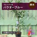 ブルーベリー ラビットアイ系 パウダーブルー 4.5〜5号|果樹04-PA