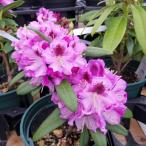  рододендрон спойлер -ti-3.5 номер лиловый купол l Hanaki 01-D1