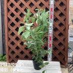 ブルーベリー ラビットアイ系 フェスティバル 4.5〜5号｜果樹04-PA