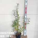 ショッピングブルーベリー ブルーベリー ラビットアイ系 メンディトゥー 4.5〜5号｜果樹04-PA