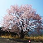 【数量限定】クマノザクラ（熊野桜）接ぎ木
