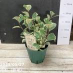 fi rental Suite Heart 4 номер PVPl. лист 04-PA