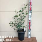  эвкалипт popolas(po Lien se Moss )6 номер l Hanaki 04-PA