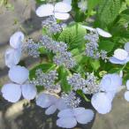  гортензия серрата 4 номер tokala. пустой l. цветок 01-D1