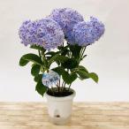 アジサイ 万華鏡 5号※2025年6月中旬頃発送予定｜鉢花10-TU