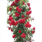 つるバラ長尺苗フロレンティーナ6号...