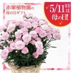 母の日ギフト2025 カーネーション バンビーノ 5号｜鉢花10-TU