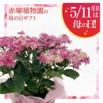 【お届け5/14〜18】母の日ギフト2024 アジサイ 月虹（ピンク） 5号 ｜鉢花10-TU