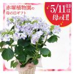 母の日ギフト2025 アジサイ 衣純千織(イズミチオリ)ブルー 5号|鉢花10-TU