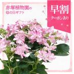 【早割期間中！】母の日ギフト2026 アジサイ 衣純千織イズミチオリ（ピンク）5号｜鉢花10-TU