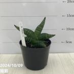 商品画像1