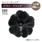 PW スーパーチュニア スワローブラック 3.5号×3株セット PVP｜草花04-PA