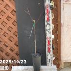 ぶどう山椒4号ロングポット｜果樹0...