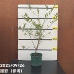 【数量限定】ブルーベリー大株 ラビットアイ系 ブライトウェル 7号 3年生｜果樹10-TU