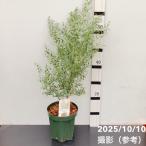  эвкалипт g колено Франция голубой кирпич n6 номер PVPl Hanaki 04-PA