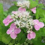  гортензия серрата 4 номер персик цвет гора гортензия Momo iro гортензия серрата l Hanaki 01-D1