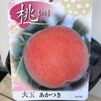 ショッピング桃 桃 大玉あかつき 4号ロングポット １年生｜果樹04-PA