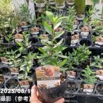  sele ja3.5 номер pot l фруктовое дерево 04-PA