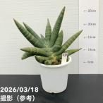 商品画像2