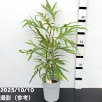  серый bi редкость bai редкость na5 номер l Hanaki 10-TU