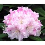 シャクナゲ スーパーローディー 3.5号 ダブルブーケ｜花木01-D1