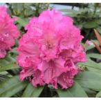  рододендрон спойлер -ti-3.5 номер весна ...l Hanaki 01-D1