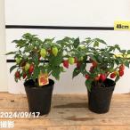 < реальный имеется > ультра . перец стручковый - spring ro5 номер ×2 горшок комплект l. цветок 10-TU