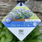 PWカンパニュラマジェスティックブ...