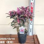 . ввод десять тысяч обе man ryou...3.5 номер PVPl. лист 04-PA