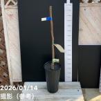 柿麗玉れいぎょく5号ロングポットP...