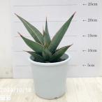 サンスベリア4号ピンギキュラ生産鉢...