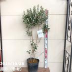 �t�F�C�W���A �A�|�� 7���bs200�b�ʎ�04-PA