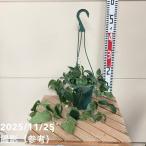 ショッピングクレマチス クレマチス（冬咲き）アンスンエンシス 5号吊り鉢仕立て｜草花10-TU