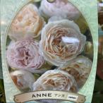 バラ大苗 アンヌ 7号 河本バラ園 河本麻記子さん ローズ・ドゥ・メルスリー｜花木04-PA