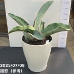 サンスベリア8号シルバーブルー白プ...