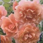 バラ大苗 サンセット・グロウ 7号ロングスリット鉢 ワーナーズ・ローゼズ｜花木04-PA