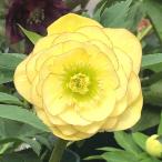 クリスマスローズ 伊勢みやび 5号 珠姫｜山野01-D1