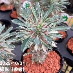 ユーフォルビア斑入りパイナップルコ...