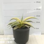 サンスベリア4号サイアムゴールド｜...