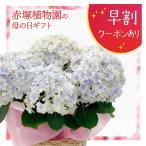 【お届け5/14以降】母の日ギフト2025 アジサイ ミルフィオリ ブルー 5号｜鉢花10-TU