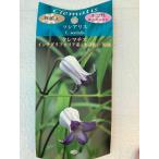 クレマチス インテグリフォリア系（木立性） ソシアリス 4号｜草花04-PA