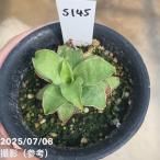 サンスベリア3号YellowRos...