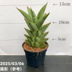  сансевиерия 3 номер угол горшок shooter Shooter 6-7cm pot бросание включая specification l. лист 02-D2