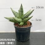  сансевиерия 3 номер угол горшок yayaYaya 6-7cm pot бросание включая specification l. лист 02-D2