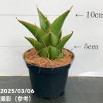  сансевиерия 3 номер угол горшок Samurai темно синий Park taSamurai Compacta 6-7cm pot бросание включая specification l. лист 02-D2