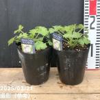 デルフィニウム ムーンライト 4号×2株セット｜草花04-PA