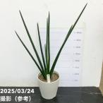 サンスベリア5号エリーサプラ鉢｜観...