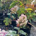 ドワーフカシワバアジサイ ルビースリッパーズ 4.5号｜花木10-TU