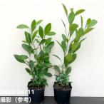 カラマンシー 3号 2鉢セット|柑橘|果樹10-TU