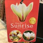 モクレン サンライズ 5号プラ角鉢｜花木04-PA